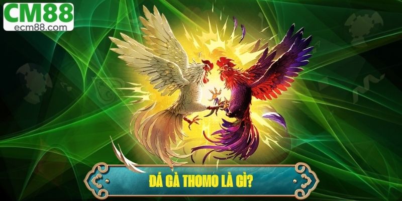 Đá Gà Thomo Là Gì? Hình Thức Giải Trí Hợp Pháp Hấp Dẫn 