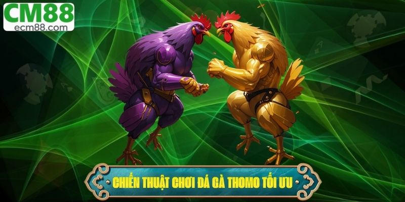 Chiến thuật chơi đá gà Thomo tối ưu dành cho tân thủ